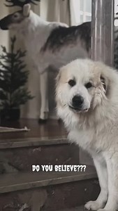Himalayan fur goblin? Yes, absolutely!🤣 Great Pyrenees, great Pyrenees puppies, livestock guardian, livestock Guardian dogs, puppy training, dog training, adorable puppies, working dog, livestock guardian breed, LGD, homestead education, Tennessee farm, dog breeder, big white dog, giant dogs | Hilltop Great Pyrenees