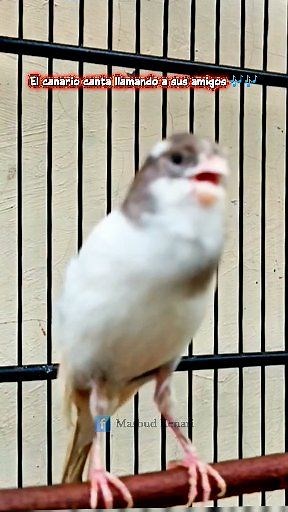 Entrenamiento de canto de canarios #birds #canary #canario #fblifestyle #canarysinging #canarybirds #canariotimbrado #masterankenari #kenarigacorpanjang | Masbud Kenari