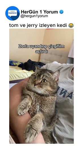 The cat watching cartoons is real 😂