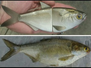 Gizzard Shad Swimbait - Overview and Underwater Footage