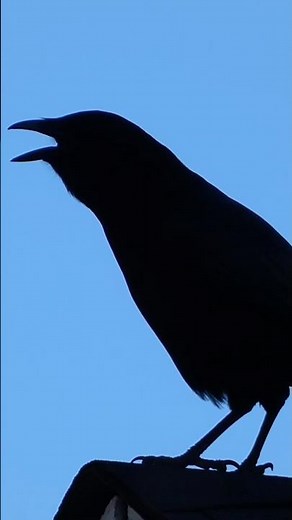 Crows Talking 🎃 Spooky Halloween • Moon Blues #shorts #birds #bird #animals #wildlife #nature #usa
