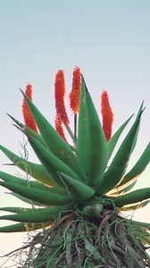 Aloes are synonymous in the eastern cape, adding colour and more importantly a food source for when the birds need it the most. They are a little taller than a human and flourish on drier slopes. The scientific name is Aloe Ferox, aloe - derived from the Greek word for the dried juice of aloe leaves. Ferox - "fierce" or "war-like", referring to the spiny edged leaves. The common name Bitter Aloe refers to the extremely bitter gel like liquid that exudes when the leaves are cut. #plants #easternc