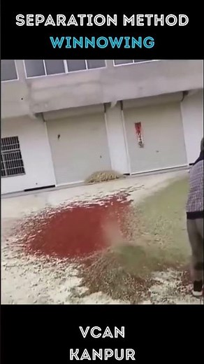 Winnowing – The Science Behind a Traditional Technique! #scienceshorts #winnowing #vcankanpur