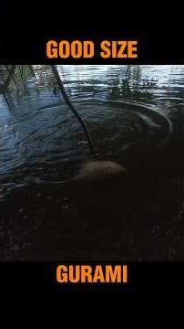 GIANT GOURAMI #crossbowtiksay