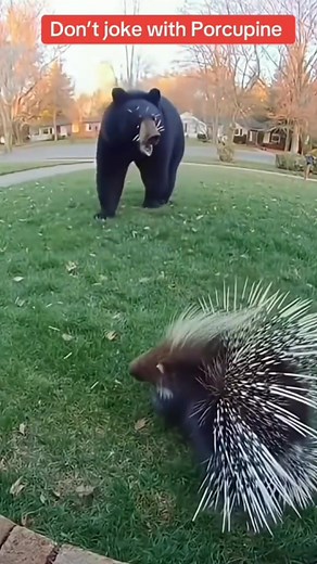 700 reactions · 13 shares | Don't joke with porcupine #reactionvideo #reaction #reactionreels #wildlife #attack #viralreels #trendingreels #everyone #followers #nonfollowersviewers #viewers #highlights | Jose Lorenzo Blanco | Facebook