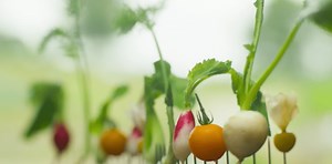 シェフのテーブル（NETFLIX）がまるで情熱大陸の世界有名シェフ編のようで超面白い！