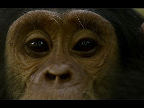 From the Ground to the Cloud: Transforming Chimpanzee Conservation with High-Tech Tools