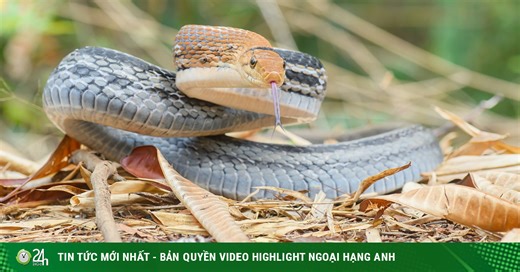 Rắn hổ ngựa: Loài rắn hung dữ, biết giả chết khi gặp nguy hiểm