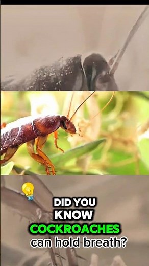 Cockroaches can Hold Breath for 45 Minutes | cockroaches fun fact