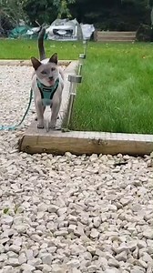 Have you ever considered training your cat to walk on a leash?! Here's some top tips from our ultimate cat lady 😸 #Cats #Catwalk #WinterWalks | Animal Friends Pet Insurance