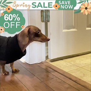 534 reactions · 142 shares | Take advantage of our limited time spring sale – going on now! Spring is in the air, so don't let cheap pee pads ruin the freshness! Our Magic Pee Pads are discreet, super absorbent, and ODOR ELIMINATING! Order now and Save 60%  https://www.alphapaw.com/products/magic-pee-pads | Alpha Paw | Facebook