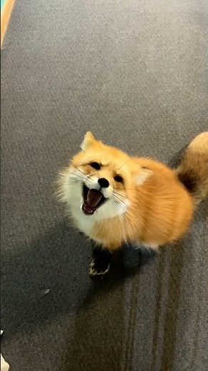 boop the happy fox #animal #pet #fox