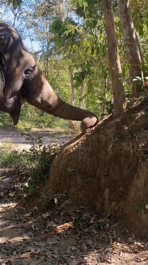Chi Mean want that root on the termite hill 🥰🐘❤️ #elephant #keffamily #babyelephant #kef #chimean