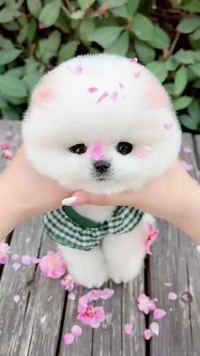可愛い犬の癒し動画集💝疲れた時に癒しを求めて🐶
