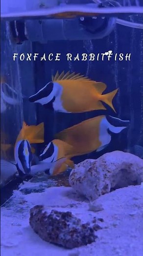 Foxface Rabbitfish – The Ultimate Algae-Eating Powerhouse! 🐟🌿 #rabbitfish #aquarium #reeftank #fish