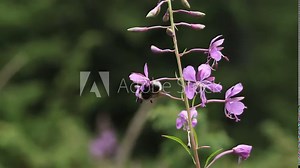 Chamaenerion. Bee collects nectar on great willowherb (Chamaenerion angustifolium) flowers. Summer nature. Close-up of beautiful violet pink blossoming fireweed flowers during the day.