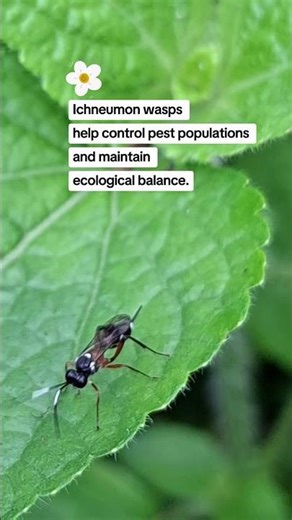 Lesson of Ichneumon Wasp #wasp #insect #lesson #quotesdaily