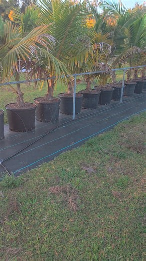 Peace River Organics on Reels