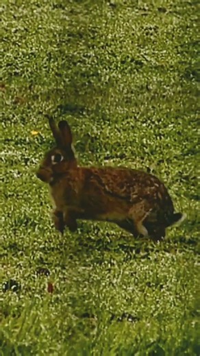 Rabbit running