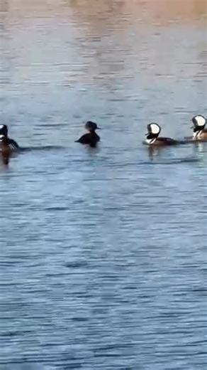 🎉Friendly Neighbor Friday🎉 Today, we a sharing Joe's fantastic video of Hooded Mergansers doing their courtship ritual! The male mergansers are the boldly colored waterfowl, all swimming around the less colorful female merganser. During their mating season, male mergansers puff their black and white feathers, arch their head back and let out a sort of a frog like croak when they jerk their heads forward. Standley Lake is full of Hooded Mergansers, and can be seen behaving like this as early as