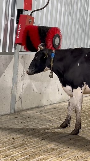 1.4K views · 20 reactions | Watch this adorable cow find ultimate relaxation from a Lely Luna brush. Talk about udderly satisfying self-care!  - #australianagriculture #australianfarm #australiandairy #australianfarming | Lely | Facebook