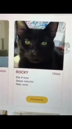 NOMBRES PARA GATOS #doblaje #humor