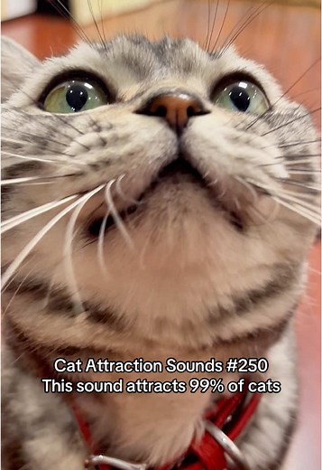 Cat Attraction Sounds to Engage Your Feline Friend