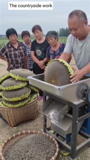 🌻⚙️ Stainless Steel Sunflower Seed Thresher Machine Harvest