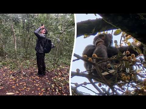 Chimps are "drunken monkeys" who seek out alcohol in native habitat, suggests study | SWNS