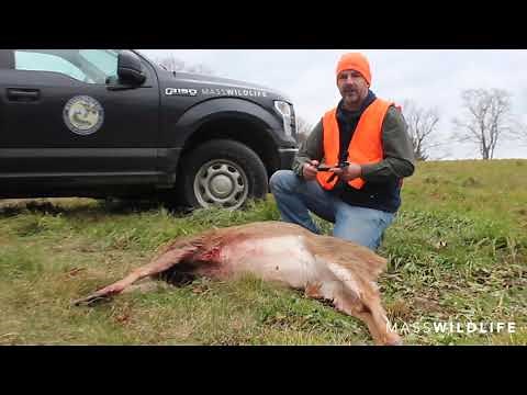 Field dressing a deer