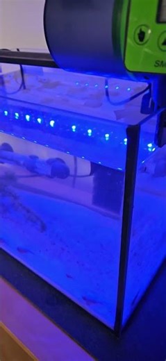 Triops Aquarium 🦐 #triops #aquarium #seamonkeys #triopsgalaxy #TriopsGalaxy