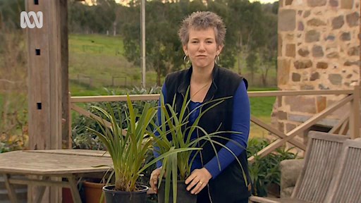 Dividing Orchids - Gardening Australia