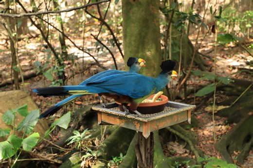 Our great blue turacos go wild for bananas! 🍌 Bananas are mixed with other nutritious foods to create healthy – and delicious – enrichment for our animals. Experts at the Animal Nutrition Center carefully and uniquely balance the diets of over 5,000 animals, and bananas play a big role in ensuring their happiness and health! 🍌 #NationalBananaDay | Disney's Animals, Science and Environment