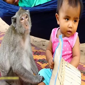 8.6M views · 10K reactions | Monkey becomes the best protector for the kids 殺❤️ | Monkeys TV | Facebook