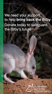 285 reactions · 20 shares | We need your support to bring back the Bilby this National Bilby Day. Donate now to safeguard their future. | Australian Wildlife Conservancy | Facebook