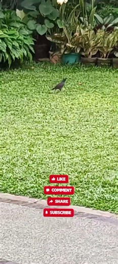 Ligaw na Ibon sa back yard.