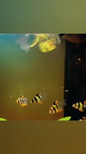 ¡ALIMENTO DE ALTA NUTRICIÓN PARA TU ACUARIO! 😍 ¿Quieres peces más grandes y saludables? 🚀 Nuestra Artemia Instantánea es la clave: Más nutritiva que las artemias vivas 💪 Fácil de usar, sin complicaciones 🤑 Energía y nutrientes intactos para tus peces 🐠 ¡Aprovecha Envio Gratis! 💥 👉 Compra ahora en MercadoLibre: https://www.mercadolibre.com.mx/up/MLMU594625191?pdp_filters=item_id:MLM933994649#origin=share&sid=share&wid=MLM933994649&action=copy 💸 ¿Quieres precios 60% más bajos y envío grati