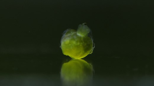 绿色直升机（盘蜓状鲶 Acestridium discus）的卵发育记录（目前该卵已经洗了）