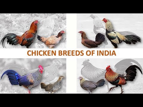 Native Chicken Breeds of India 🐓 🇮🇳 | Fowls | Roosters | Poultry | Chickens