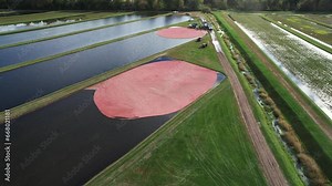 From the cranberry bog, cranberries are pumped up into a separator. The cranberries are separated from debris and dropped into an open air trailer ready for transport.