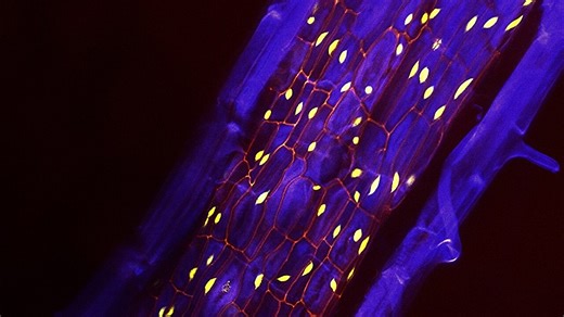 Scientists uncover a hidden superpower in plants — and it could clean the air faster than ever