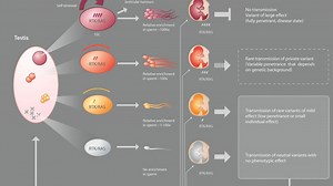 Goriely Group: Clinical genetics