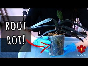 Saving Phalaenopsis Orchid with Root Rot - Orchid Care for Beginners