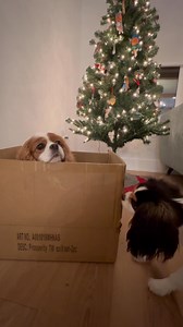 Best toy in the house 📦! Who wants to join the fun! | Clover & Buttercup