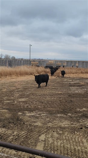 15 loads of cows coming today and I’ve never been greeted this excitedly in my life. They came running like I owed them gas money and forgot to pay. ” #CowRushHour #FarmLife #MooCrew #WelcomeHome | Native Pride | Facebook