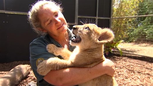 A Queensland zoo has welcomed a new cub to its pride