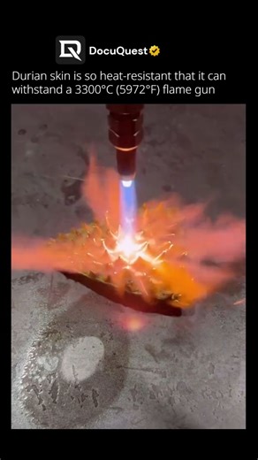 DocuQuest on Instagram: "Durian skin isn’t just spiky, it’s built like nature’s armor. This incredible fruit shell can withstand the heat of a 3300°C (5972°F) flame gun without burning through! 🔥 Its secret lies in the structure and science behind it. The outer shell is made of densely packed cellulose and lignin fibers, both known for their exceptional thermal insulation properties. These fibrous layers slow down heat transfer, preventing the inner parts from being damaged even under extreme c