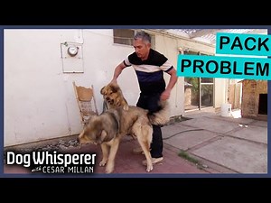 Cesar Millan's TOUGHEST Pack Dog Cases | Dog Whisperer With Cesar Millan