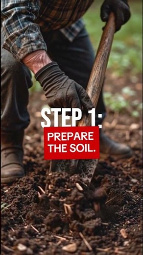 How to Plant Lettuce for a Fresh Spring Harvest.