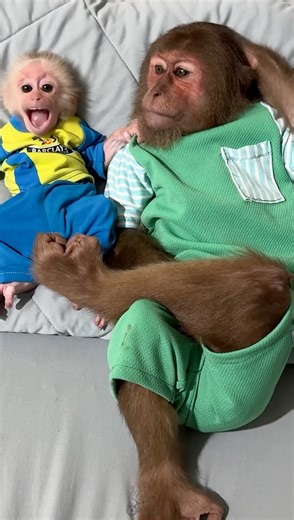 24K views · 1.4K reactions | Monkey king best moment! viral monkey video | Monkey Cutis TV8 | Facebook